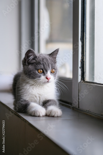 Cute British short hair cat kitten