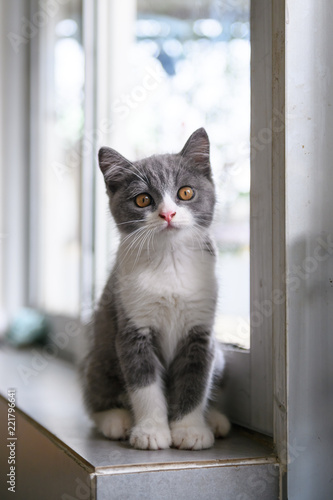 Cute British short hair cat kitten
