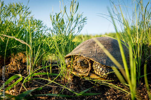 European swamp turtle in green grass in summer day in nature. Pond Turtle photo