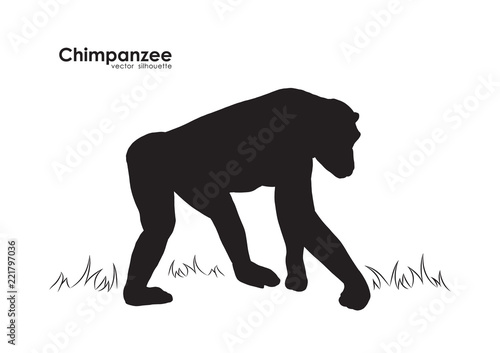Vector illustration: Silhouette of Monkey Chimpanzee on white background.