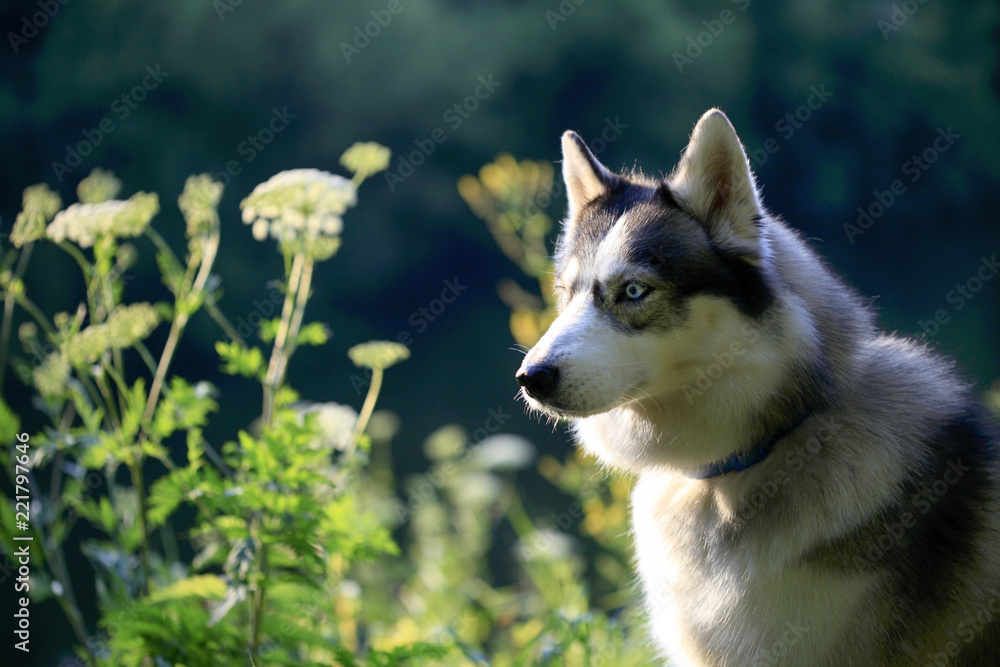 Siberian Husky dog portrait outdoor in summer