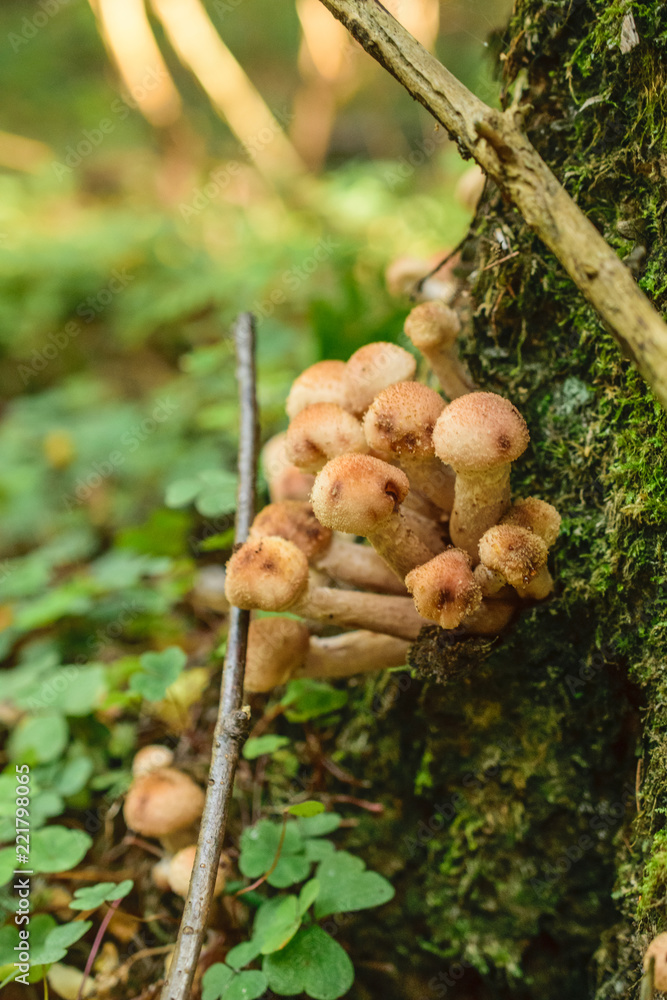 Agaric honey in the forest Agaric honey in the forest