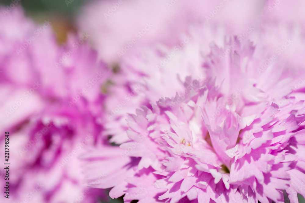 An extreme close up of a pink carnation flower.
