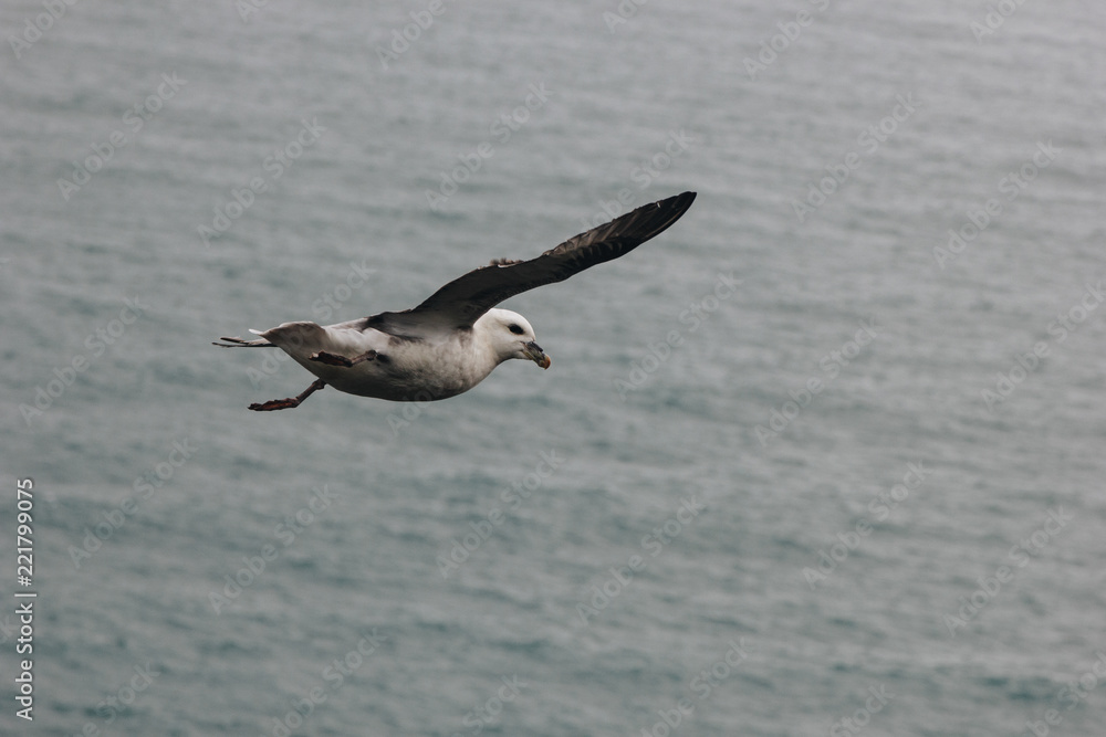 scenic view of seagull flying above wavy sea during daytime in Iceland scenic view of seagull flying above wavy sea during daytime in Iceland