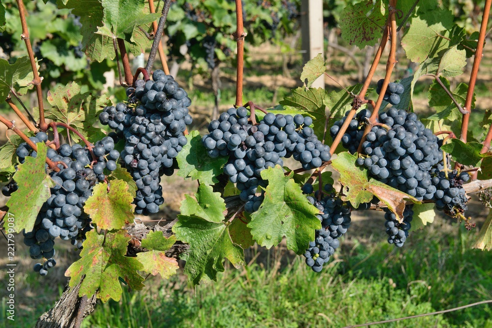 Vineyard with blue grapes with leaves