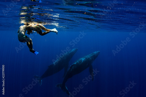 diving with Humpback whale underwater in Moorea French Polynesia
