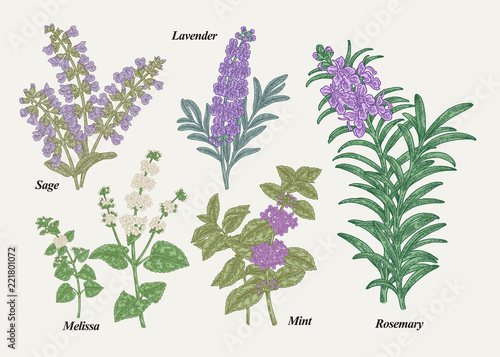 Hand drawn rosemary, pepper mint, melissa, sage, lavender and sage garden herbs with leaves and flowers. Medical plants collection. Hand drawn colored sketches. Vector illustration.