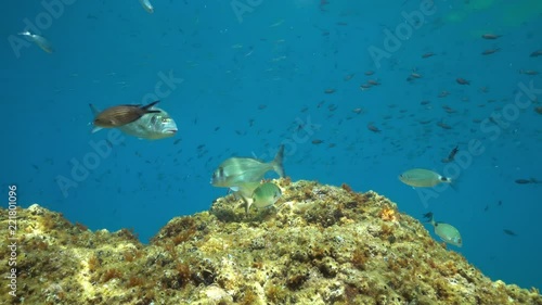 Mediterranean fishes in the sea ( seabreams with damselfish ), underwater scene, France
 photo