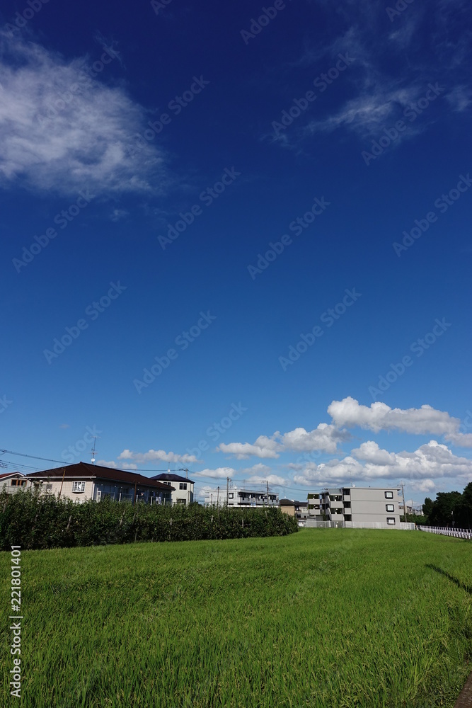 Obraz premium 稲