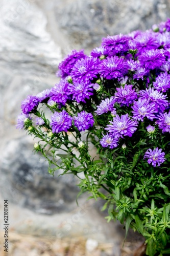 Aster called Henry I Purple - Aster of New Belgium  New York Aster  autumn flowers