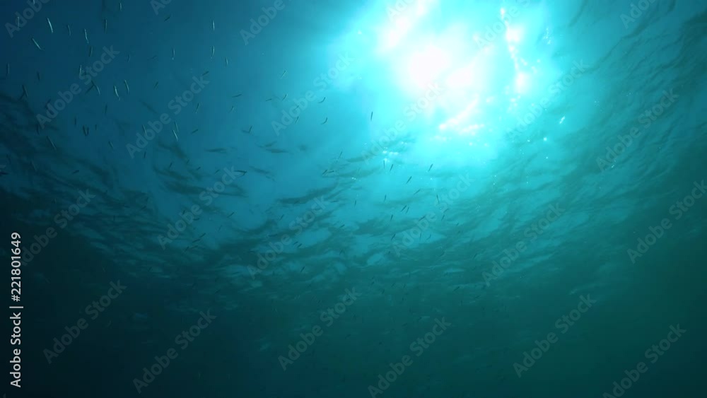 The water surface seen from underwater with bright sunlight and small fish, Mediterranean sea, natural scene
The water surface seen from underwater with bright sunlight and small fish, Mediterranean sea, natural scene