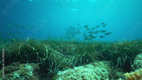 A shoal of fish, sea breams Sarpa salpa, with seagrass Posidonia Oceanica underwater in the Mediterranean sea, Catalonia, Costa Brava, Spain
 photo