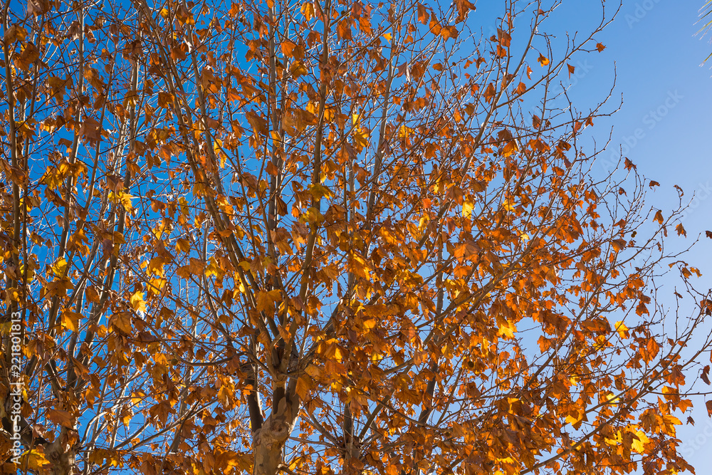 Fototapeta premium Autumn tree on a background of blue sky