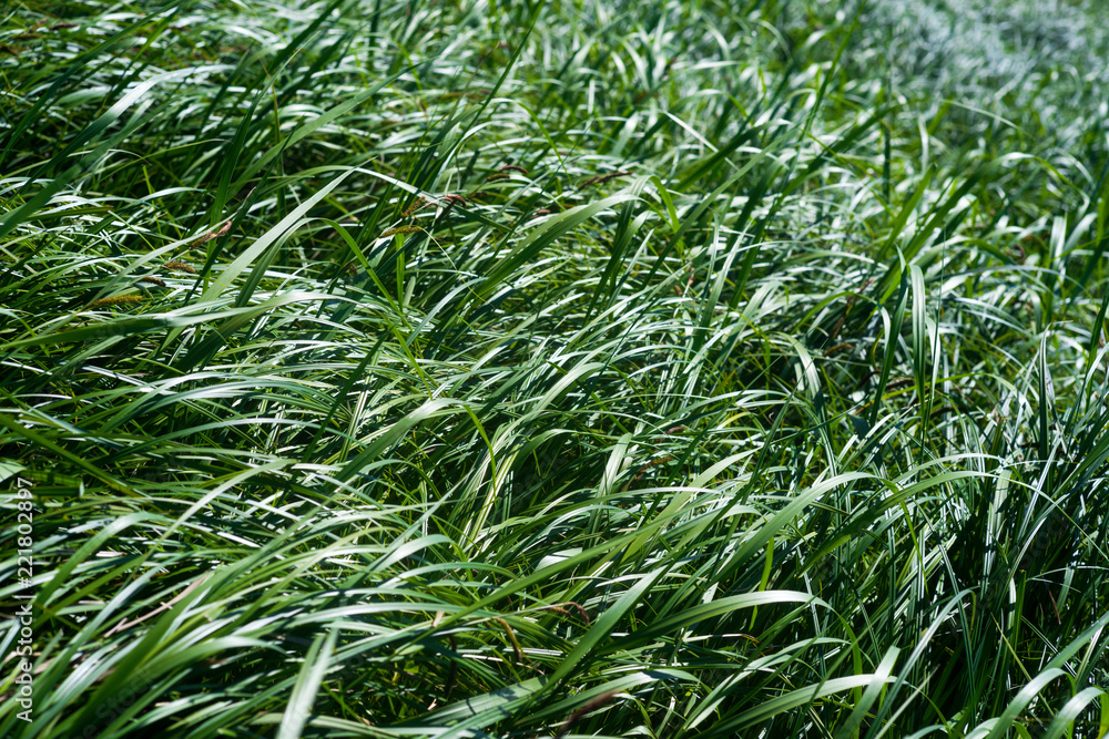 Fototapeta premium reed river.