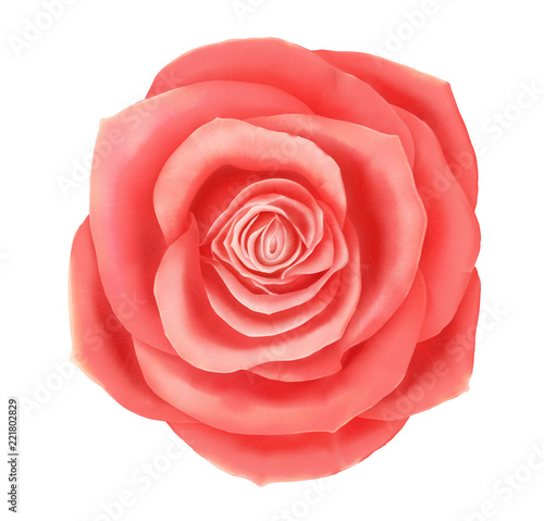 Vector beautiful pink rose floral decorative element. Photo realistic flower icon isolated on white background