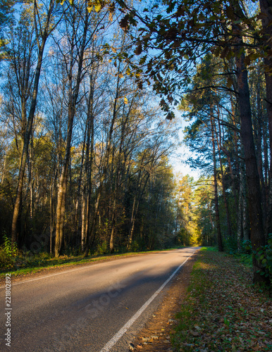 Fototapeta Naklejka Na Ścianę i Meble -  road in the autumn forest