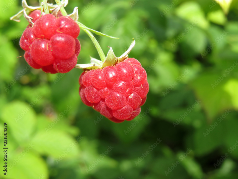 Ripe red raspberries on a branch, close-up. Beautiful raspberry growing in sunny day, selective focus Ripe red raspberries on a branch, close-up. Beautiful raspberry growing in sunny day, selective focus