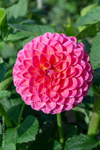 Fototapeta Naklejka Na Ścianę i Meble -  Big colorful round flowers of dahlia plant in garden, floral background
