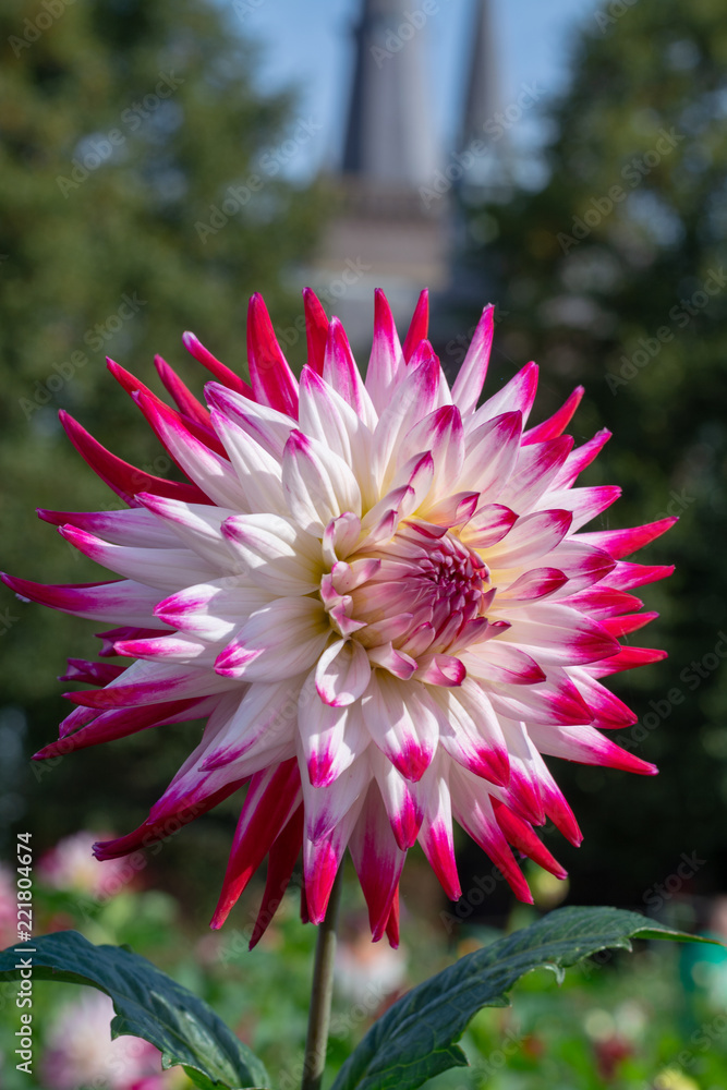 Big colorful round flowers of dahlia plant in garden, floral background