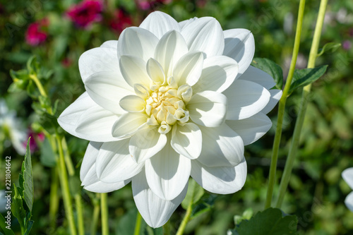 Fototapeta Naklejka Na Ścianę i Meble -  Big colorful round flowers of dahlia plant in garden, floral background
