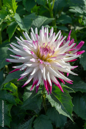 Fototapeta Naklejka Na Ścianę i Meble -  Big colorful round flowers of dahlia plant in garden, floral background