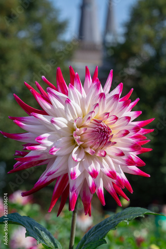 Fototapeta Naklejka Na Ścianę i Meble -  Big colorful round flowers of dahlia plant in garden, floral background