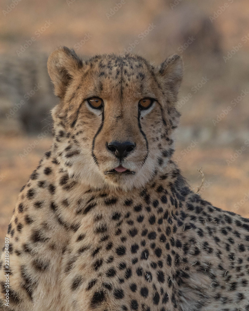 Cheetah conservation Cheetah conservation