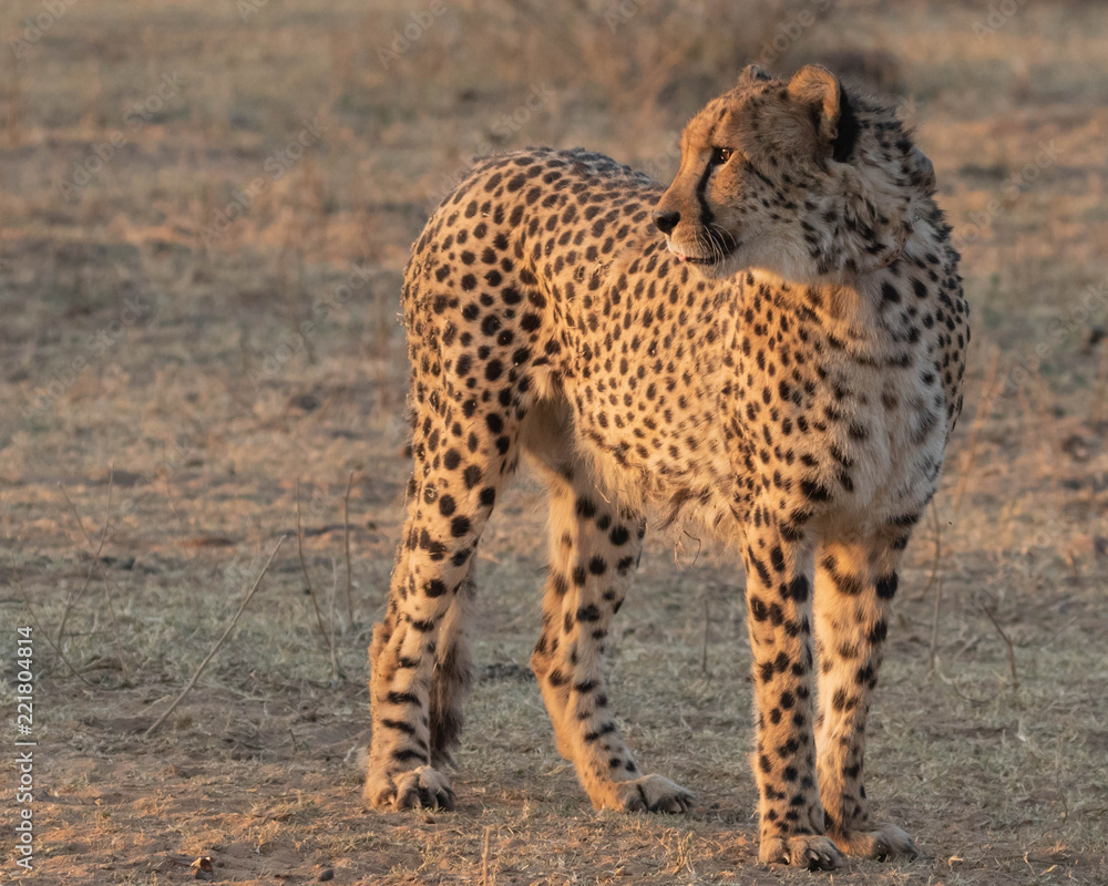 Fototapeta premium Cheetah conservation