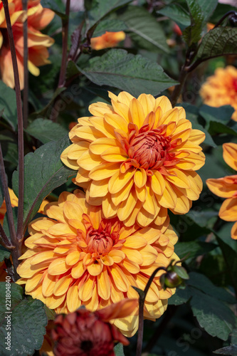Fototapeta Naklejka Na Ścianę i Meble -  Big colorful round flowers of dahlia plant in garden, floral background