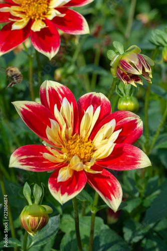 Fototapeta Naklejka Na Ścianę i Meble -  Big colorful round flowers of dahlia plant in garden, floral background