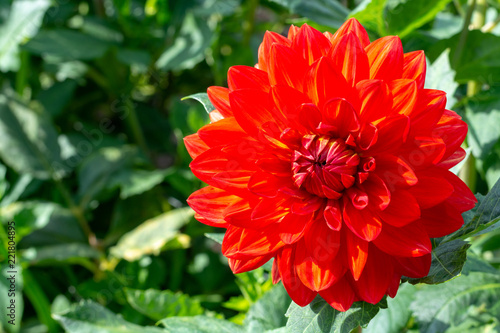 Fototapeta Naklejka Na Ścianę i Meble -  Big colorful round flowers of dahlia plant in garden, floral background
