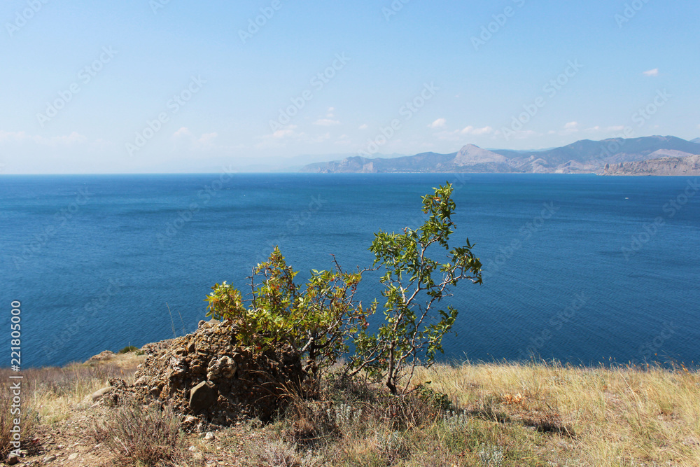 The bush grows on top of a mountain peak. View from the mountain to the Black Sea. Republic of Crimea