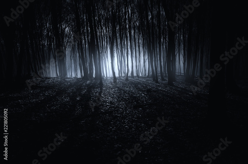 dark fantasy forest halloween background
