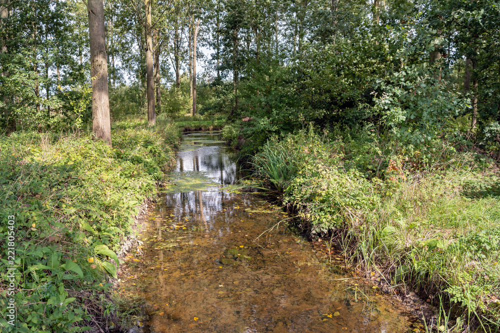 Narrow brook with crystal clear water in a Dutch forest Narrow brook with crystal clear water in a Dutch forest