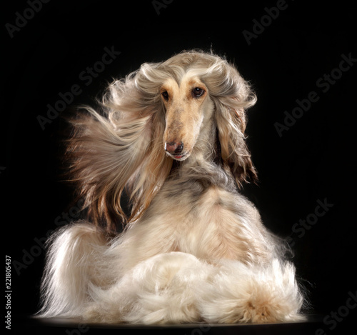 Tablou canvas Afghan hound Dog  Isolated  on Black Background in studio