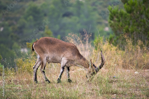 Iberian ibex grazing in a wooded area 1