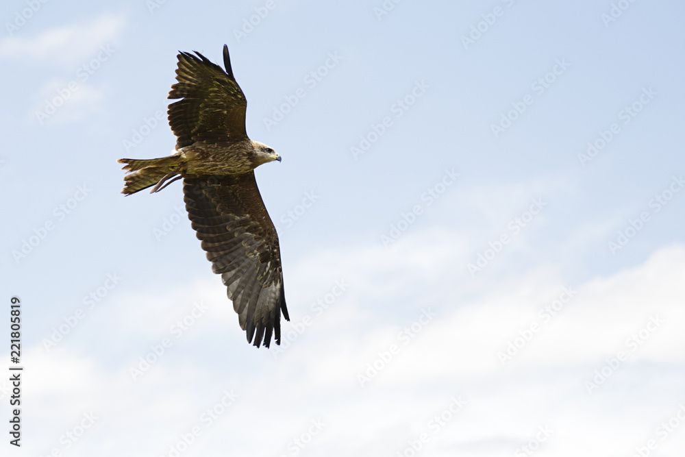 Captive black kite (milvus migrans) in flight Captive black kite (milvus migrans) in flight