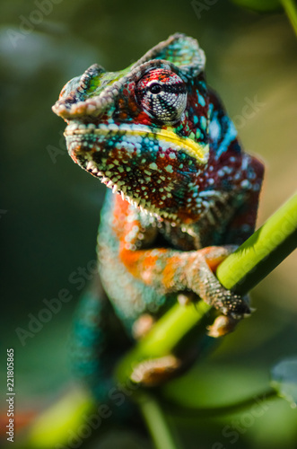 Wild chameleon in the jungle