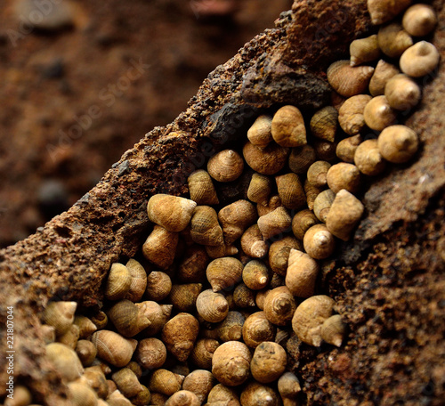 Group of small sea snails on the rock in foreground