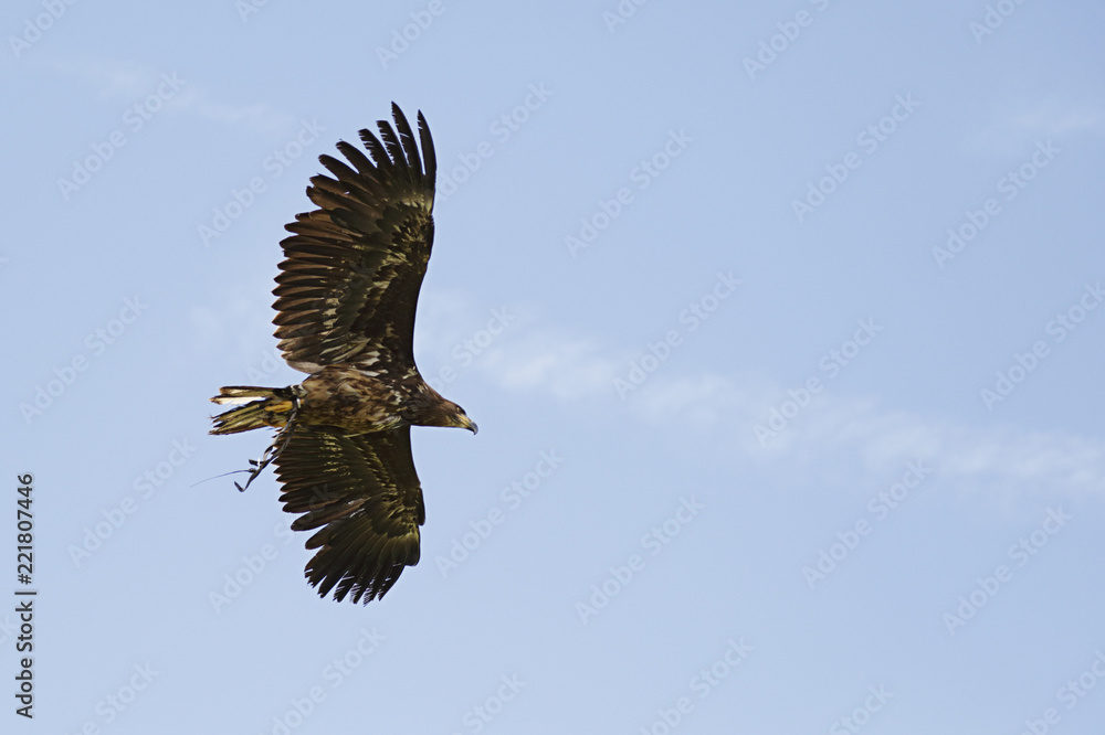 Fototapeta premium Captive golden eagle (aquila chrysaetos) in flight