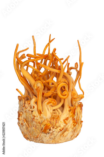 Cordyceps militaris  isolated on white background.Healthier choice  concept.