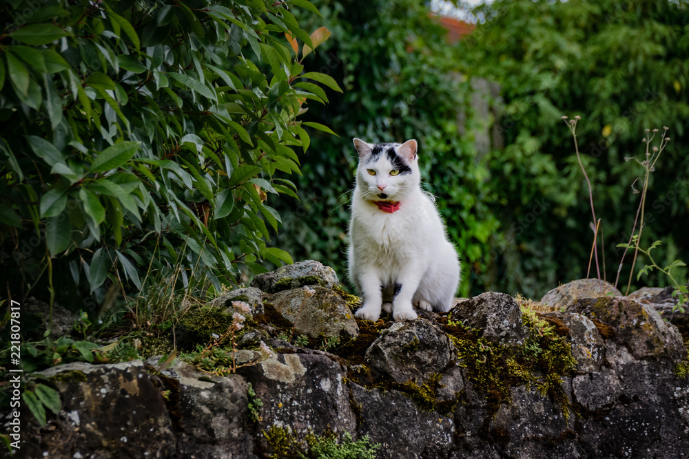 Chat Chat