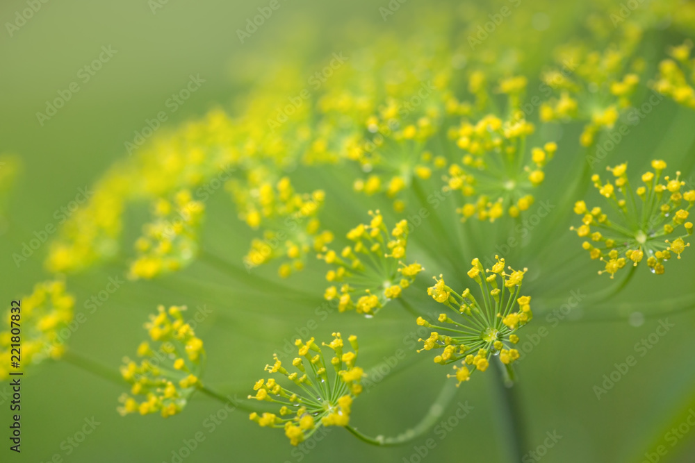 Obraz premium Close up of blooming dill flowers. Nature background.