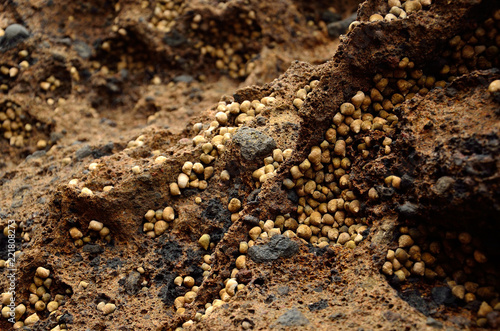 Rock with many small sea snails at low tide