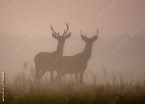deer in the fog