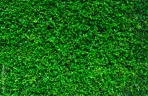 Natural green leaves background. Nature wallpaper. Eco wall. Summer background. Green leaves texture. Bush or shrub trimming. Backdrop for organic cosmetic product. Green garden hedge pattern.