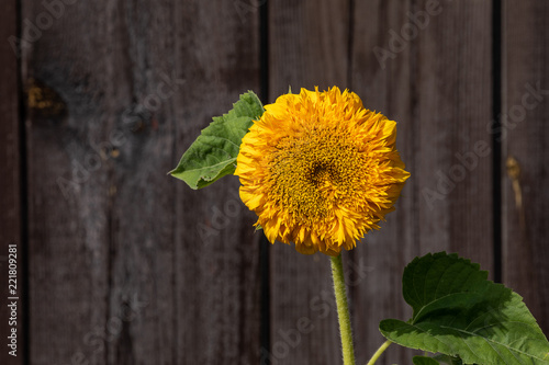Fototapeta Naklejka Na Ścianę i Meble -  Beautiful sunflower and wooden background