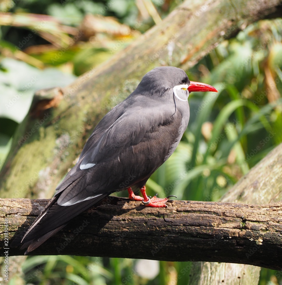 Naklejka premium Photography that is showing an inca tern (scientific name: Larosterna inca)