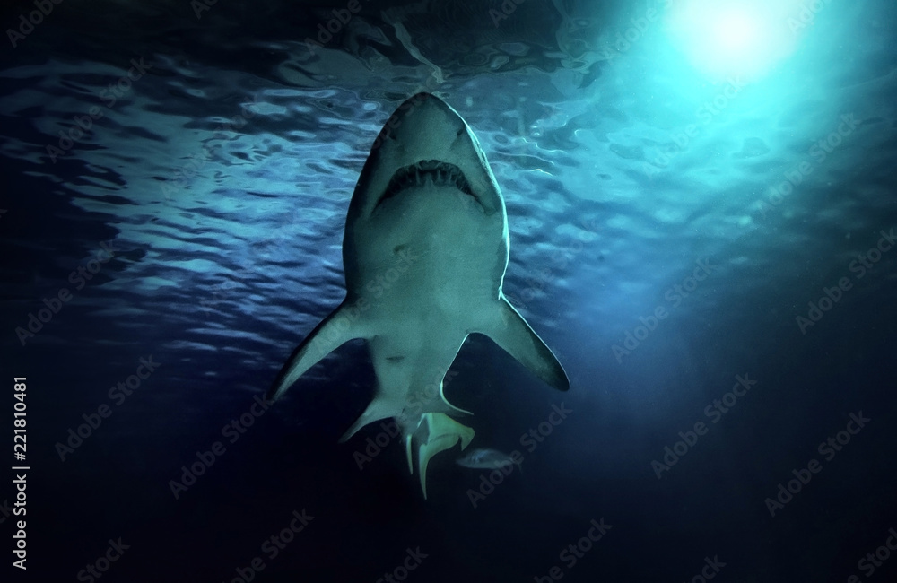 Obraz premium Biały rekin polujący pod wodą. Drapieżnik w świetle w oceanie.