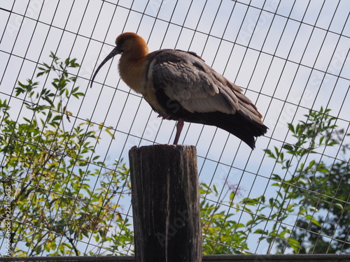 Photography that is showing a black-faced ibis (scientific name: Theristicus melanopis) photo